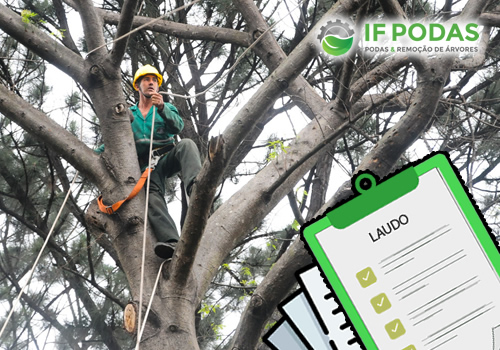 laudo de engenheiro para poda de arvores