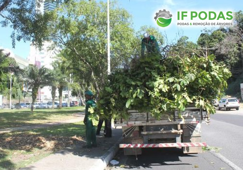 remoção de arvores